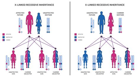 emofilia tudor|Emophilia and other predictors of attraction to individuals with .